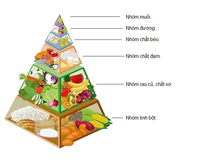 Hướng dẫn sử dụng tháp dinh dưỡng cho người trưởng thành