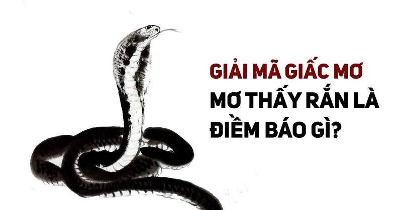 Theo tâm lý học, giấc mơ thấy rắn có thể phản ánh nỗi sợ, áp lực, cảm giác mất kiểm soát hoặc mong muốn thay đổi.