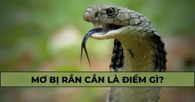 Vị trí bị rắn cắn trong giấc mơ đôi khi được liên hệ với công việc, hành động hoặc cảm giác thiếu ổn định trong cuộc sống.