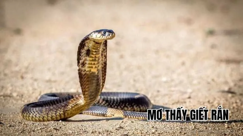 Mơ thấy giết rắn thường được liên hệ với mong muốn vượt qua nỗi sợ, giải quyết khó khăn và giành lại quyền kiểm soát.