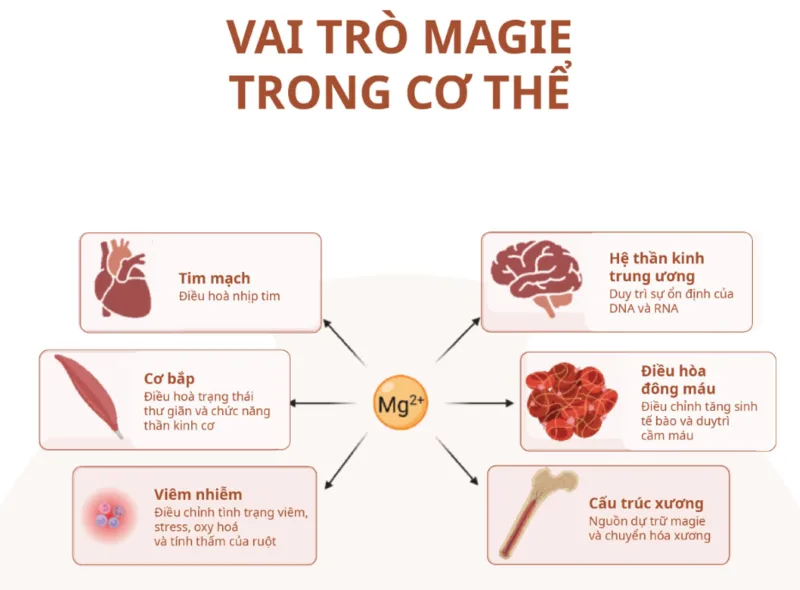 Magie tham gia hoạt động của cơ, hệ thần kinh, xương và nhiều phản ứng chuyển hóa trong cơ thể.