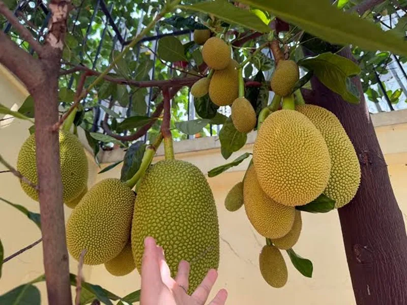 Hình ảnh quả mít xanh phản ánh những dự định, kế hoạch đang trong quá trình hoàn thiện.