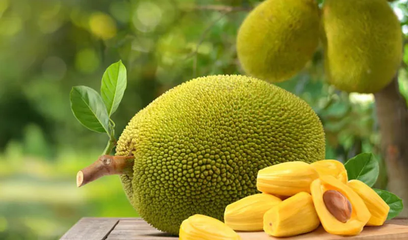 Giấc mơ hái mít hay ăn mít thơm ngon tượng trưng cho tinh thần chủ động và gặt hái thành công.