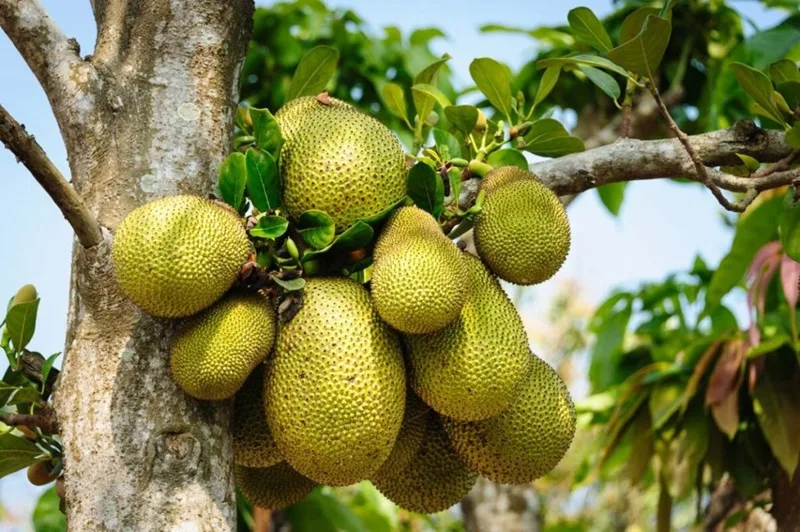 Cây mít sai trĩu quả tượng trưng cho may mắn, sự sung túc và gắn kết gia đình.